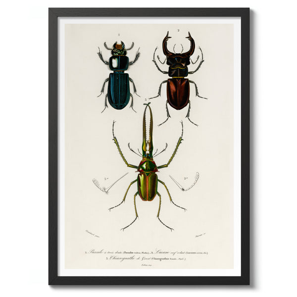 Beetles