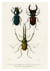 Coléoptères print