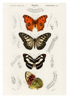 Papillons print