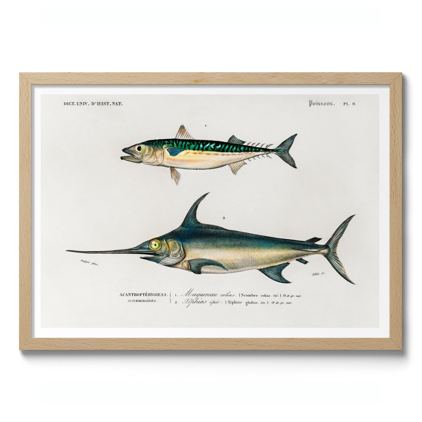 Mackerel & Swordfish