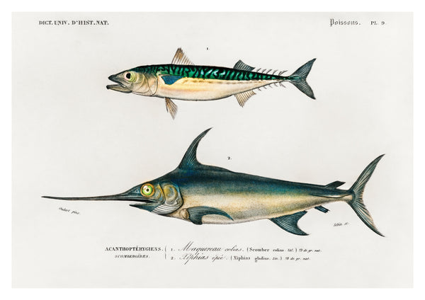 Makrill & Svärdfisk