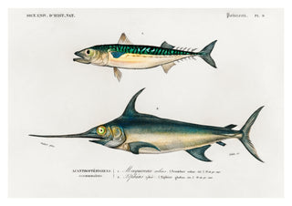 Mackerel & Swordfish print