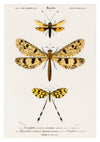 Mouche-hibou, Fourmilion géant et Spoonwing print