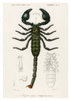 Scorpion empereur print