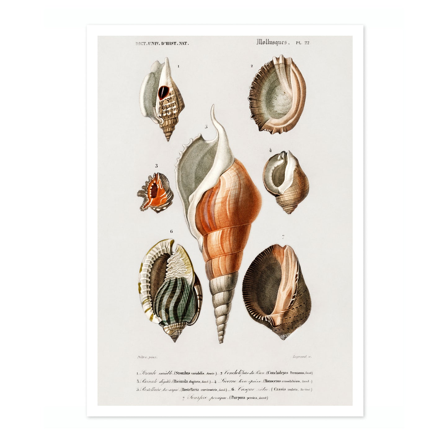 Mollusques III