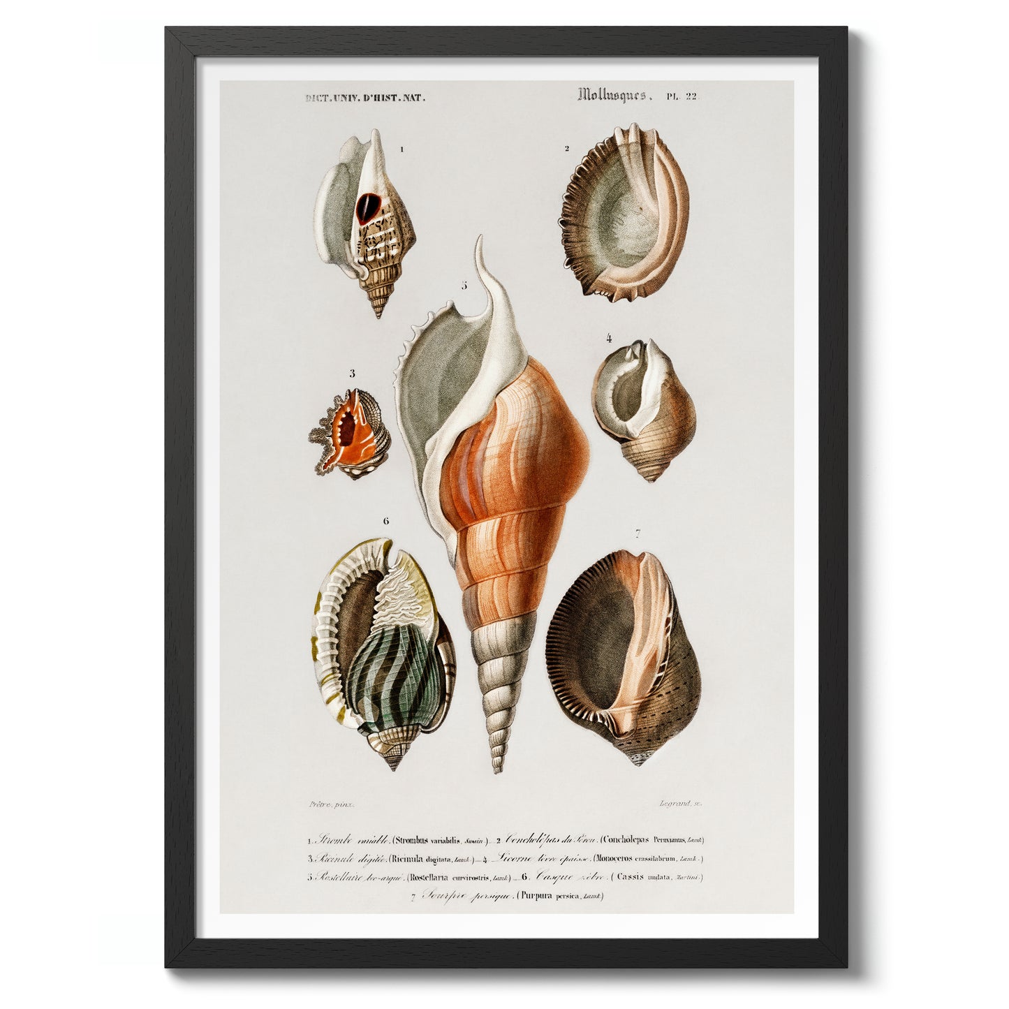 Mollusques III