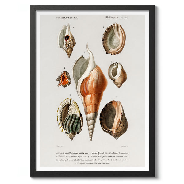 Mollusks III