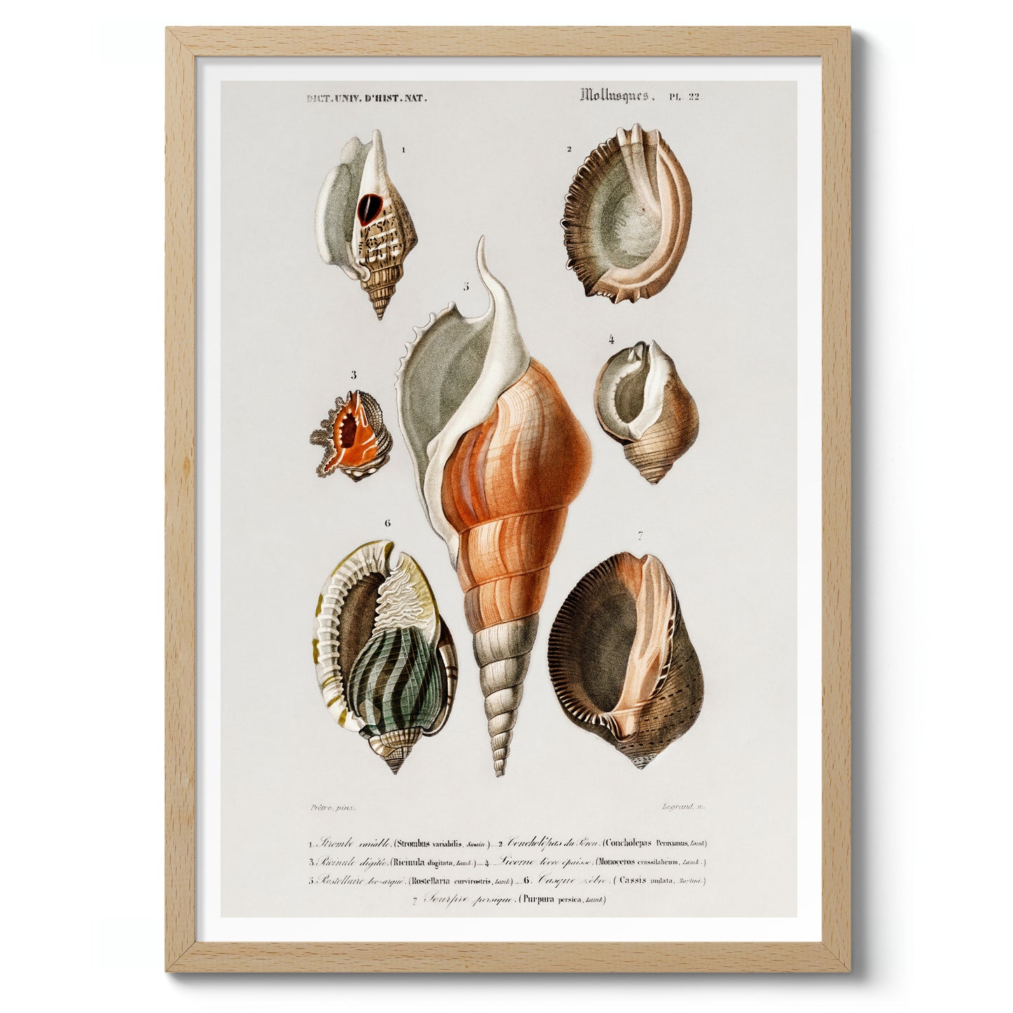 Mollusques III