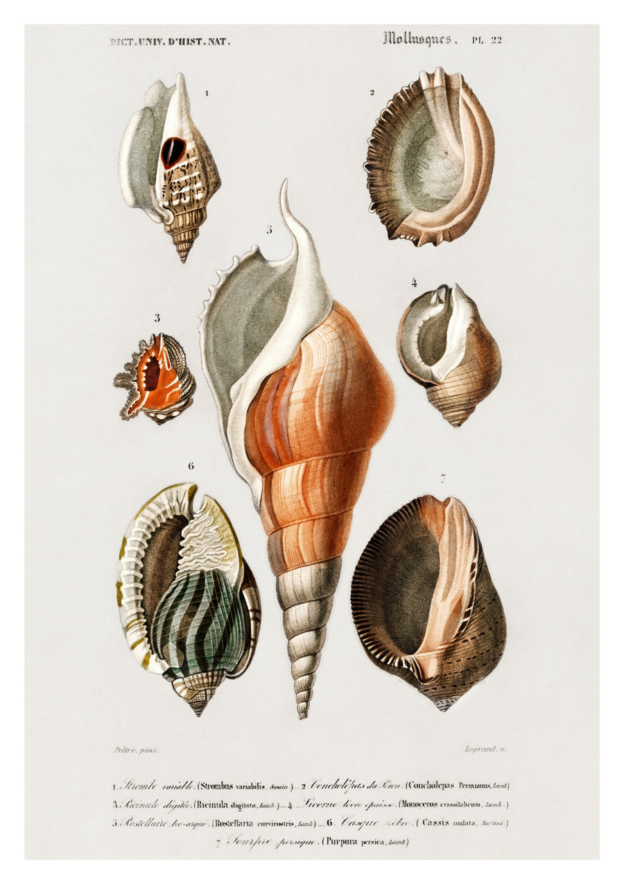 Mollusques III - Print Only frame