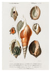 Mollusques III print
