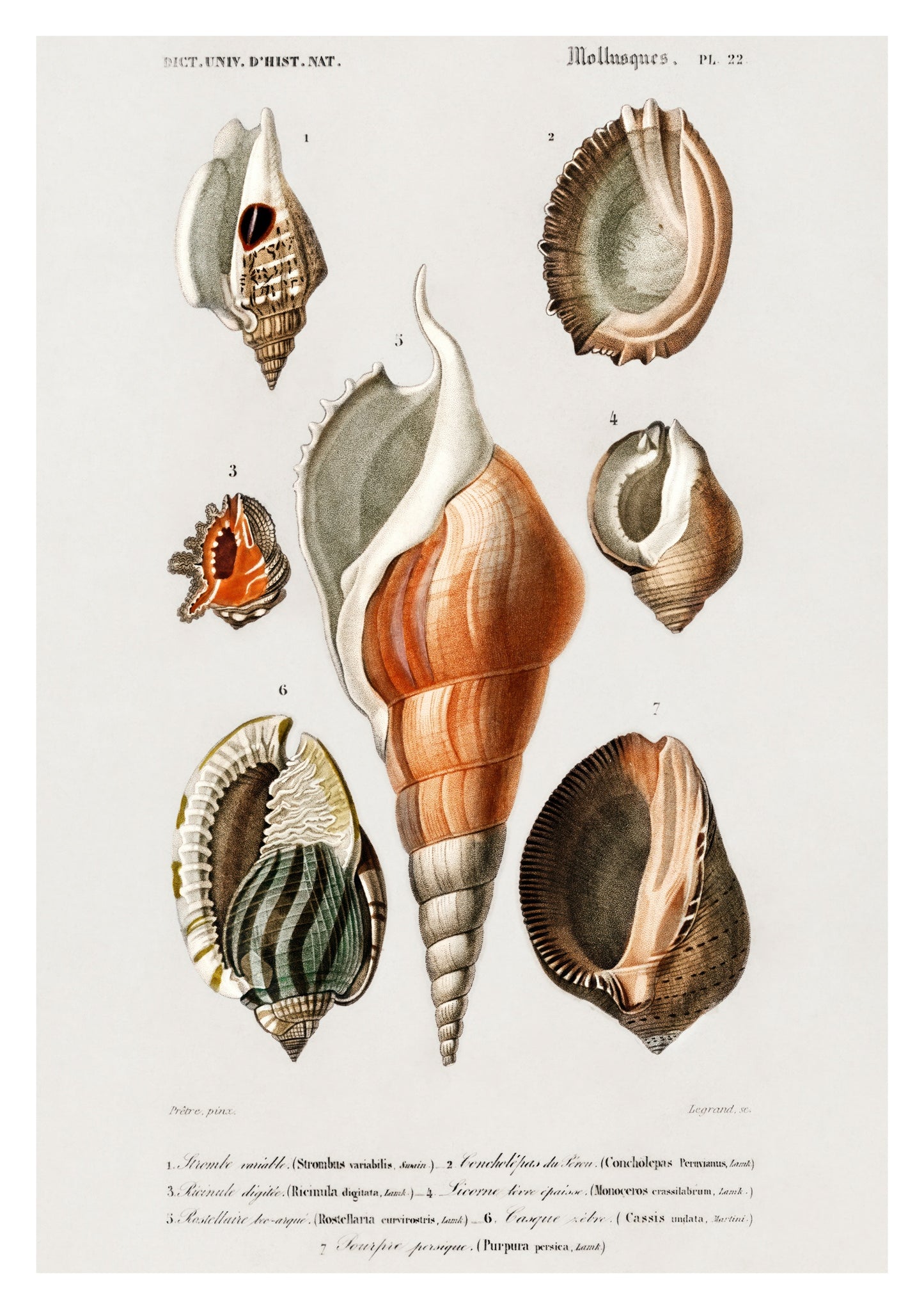 Mollusques III