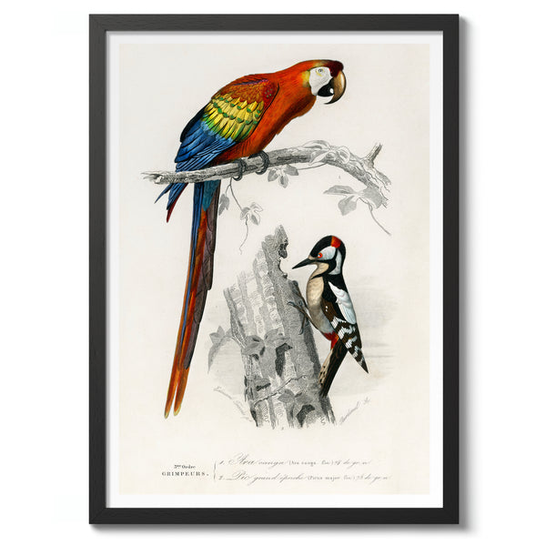 Parrot & Woodpecker