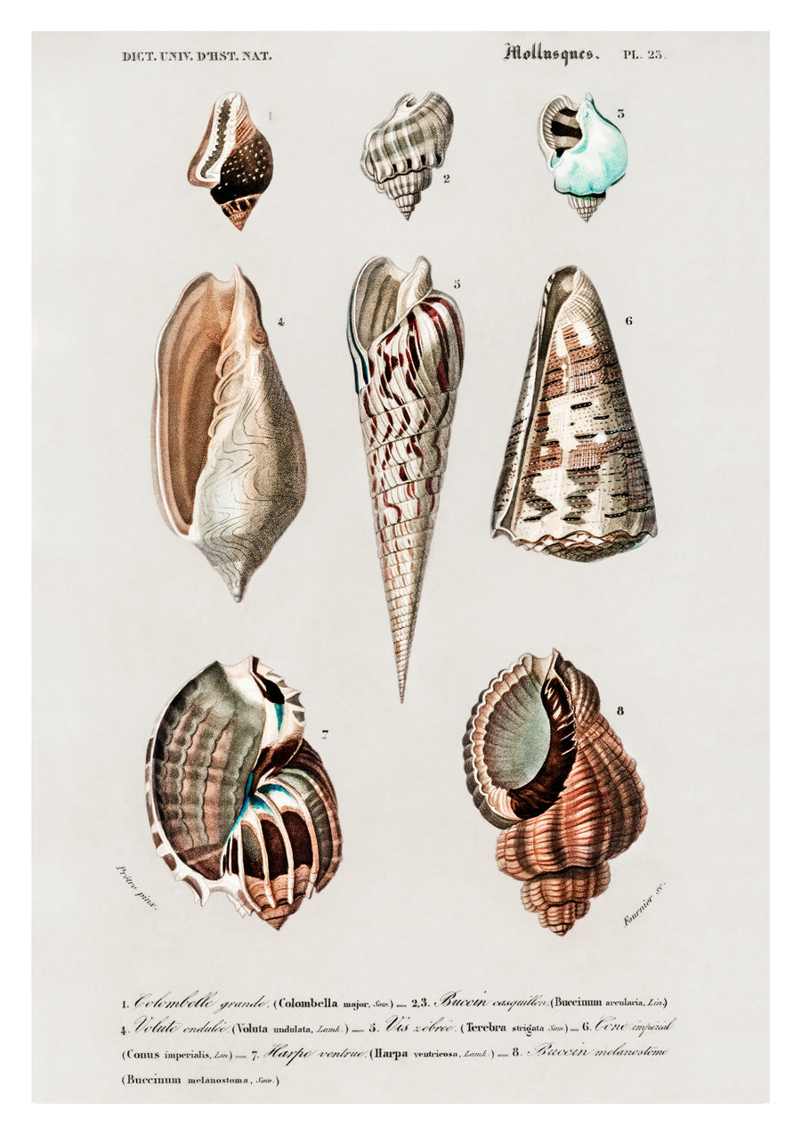 Mollusques - Print Only frame