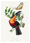 Toucan Ariel print