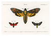 Collection of Moths print