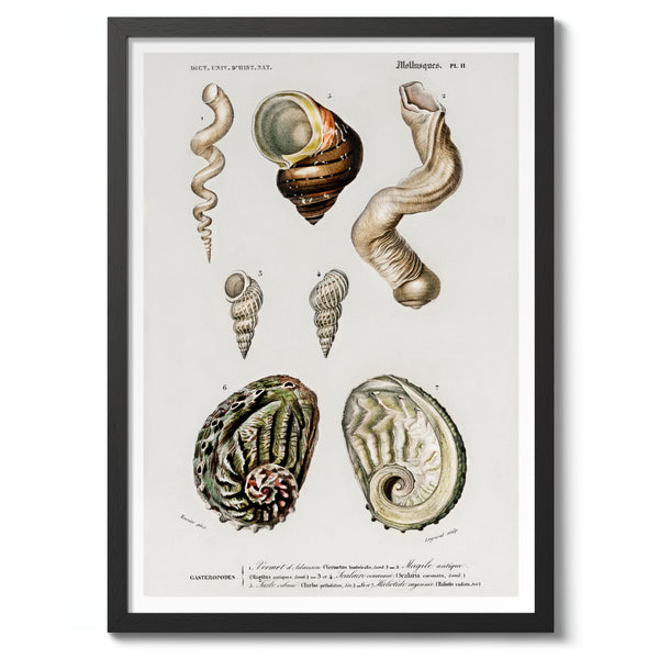 Mollusks II