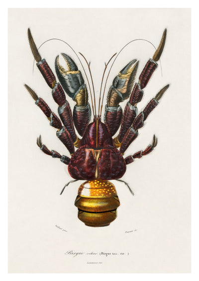 Coconut Crab