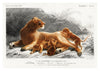 Lioness & Cubs print