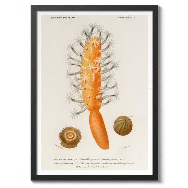 Sea Carrot