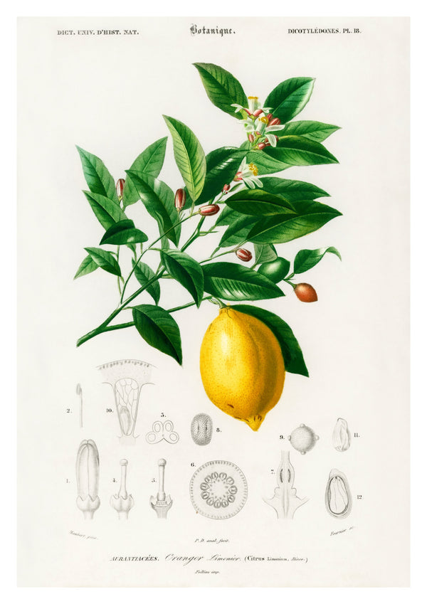 Citron