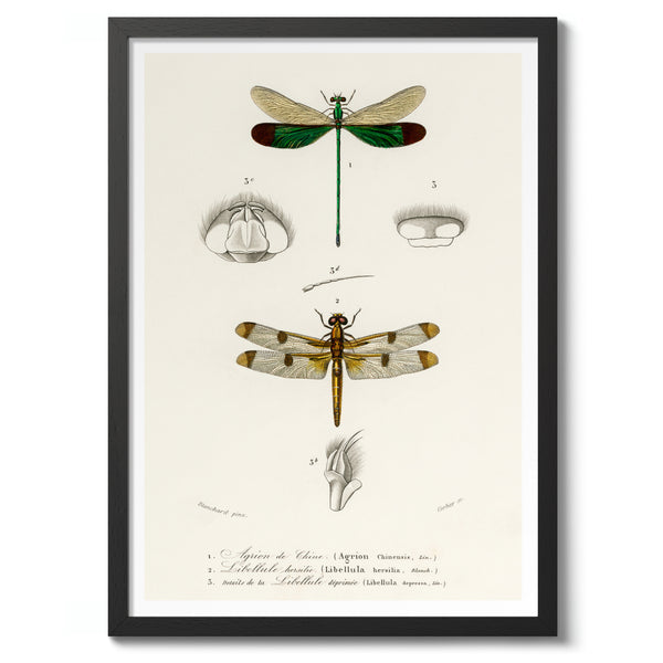 Dragonflies