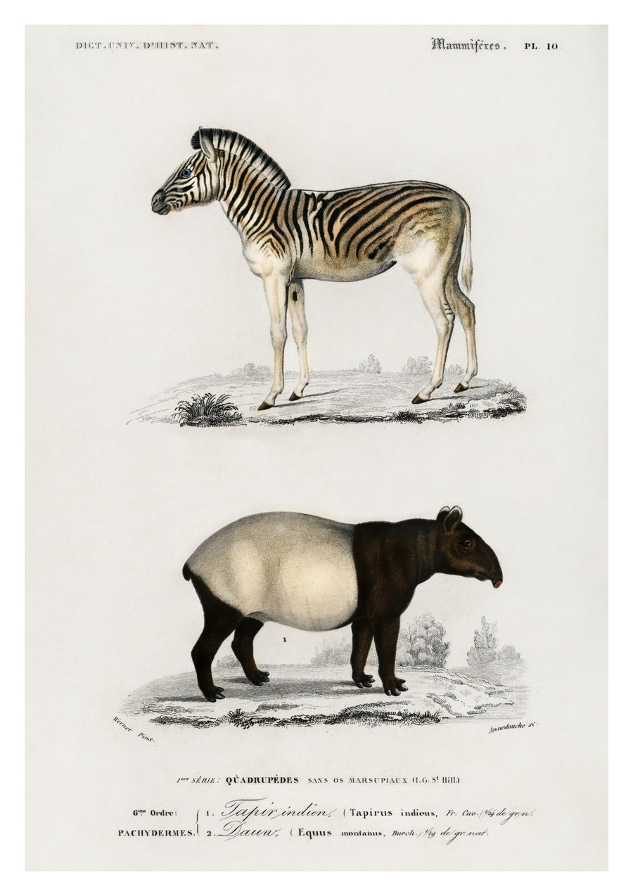Zebra & Tapir - Print Only frame