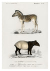 Zebra & Tapir print