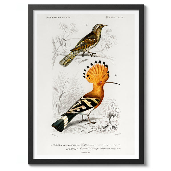 Hoopoe Bird