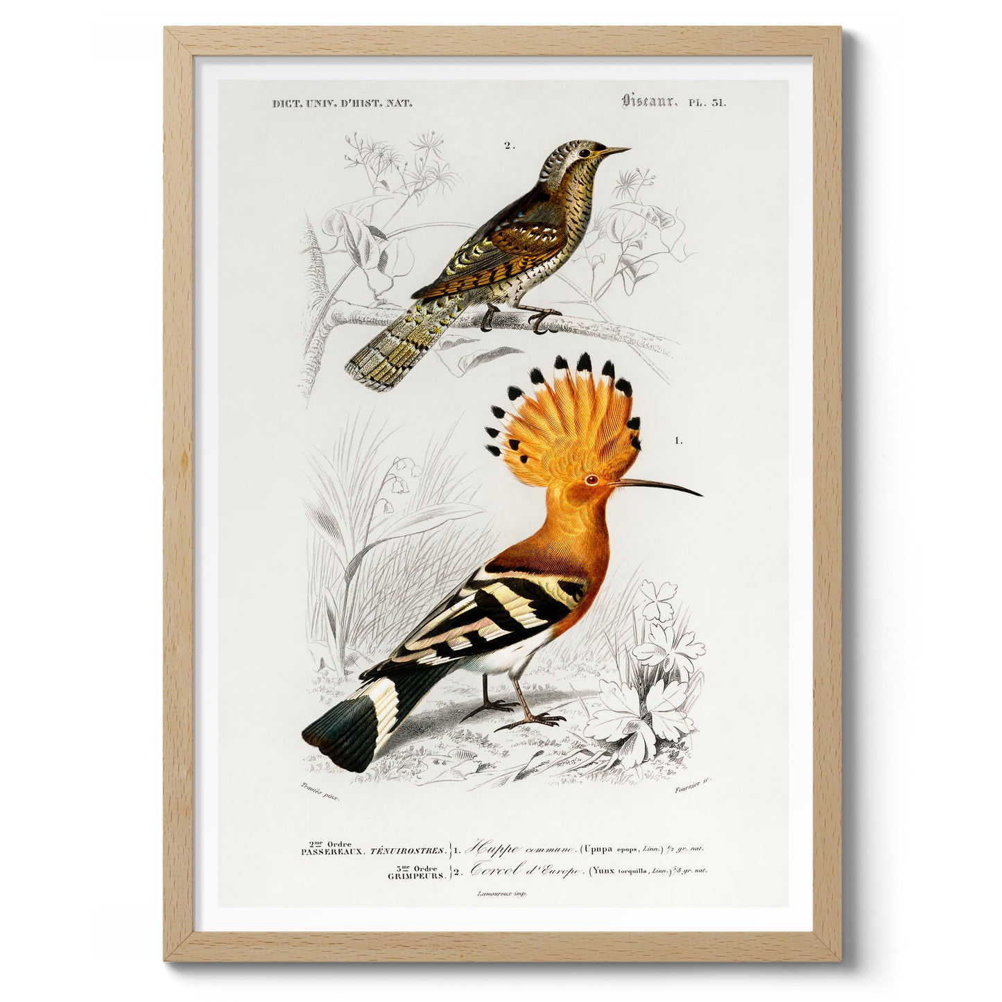 Hoopoe Bird
