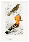 Hoopoe Bird print