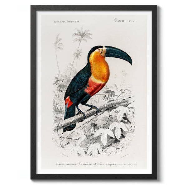 Toucan