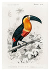 Toucan print