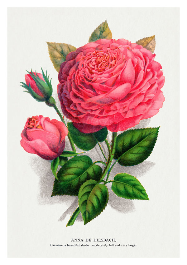 Rosa ros