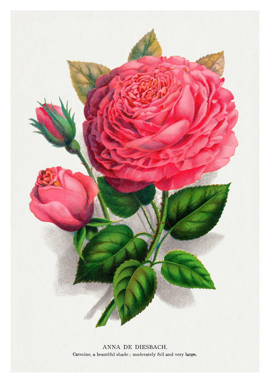 Rote Rose - Print Only frame