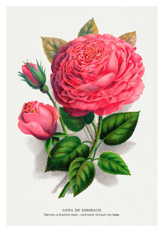 Pink Rose print