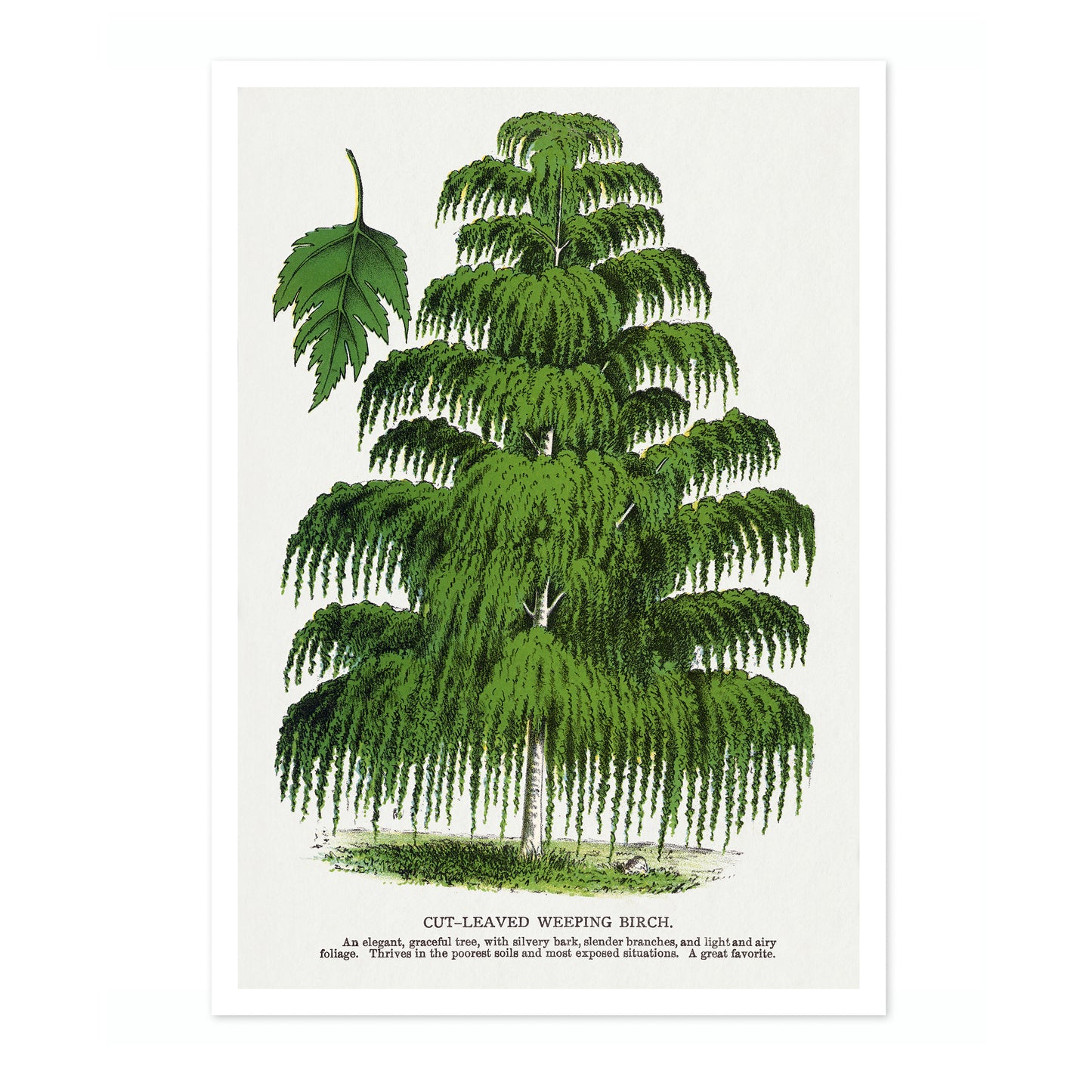 Skärbladig hängbjörk