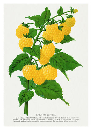 Golden Queen Raspberry
