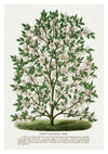 Hardy Magnolia print