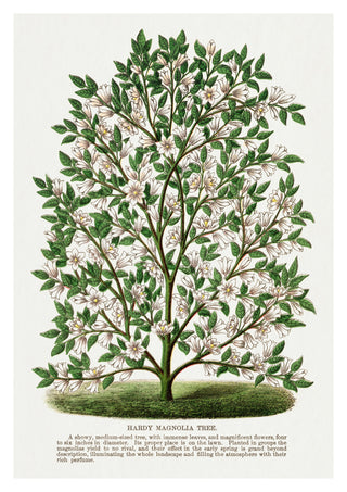Stevige Magnolia print