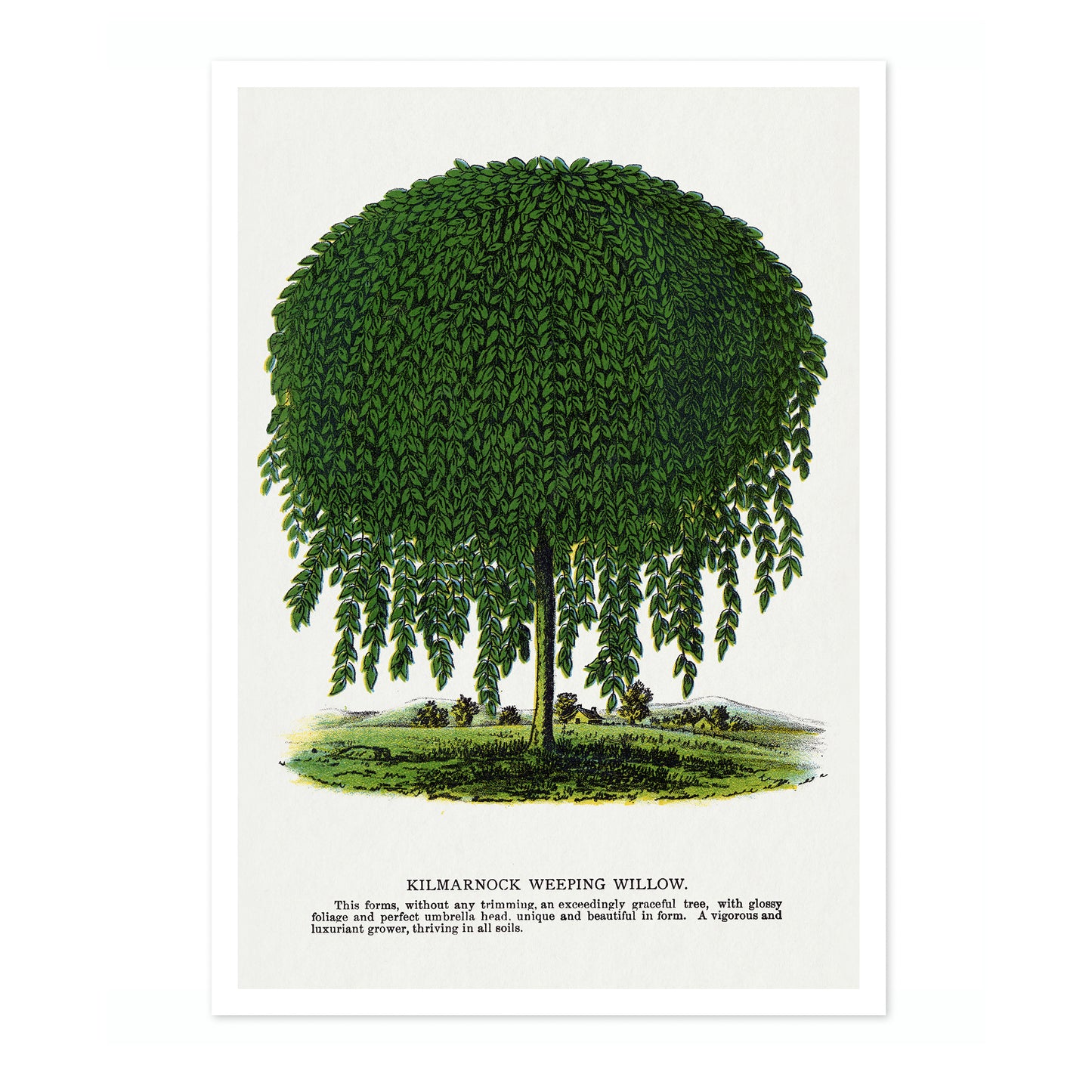 Kilmarnock treurwilg