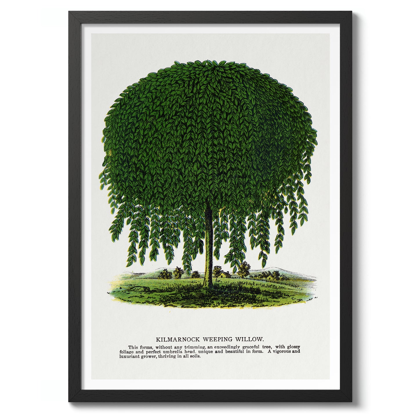 Kilmarnock treurwilg