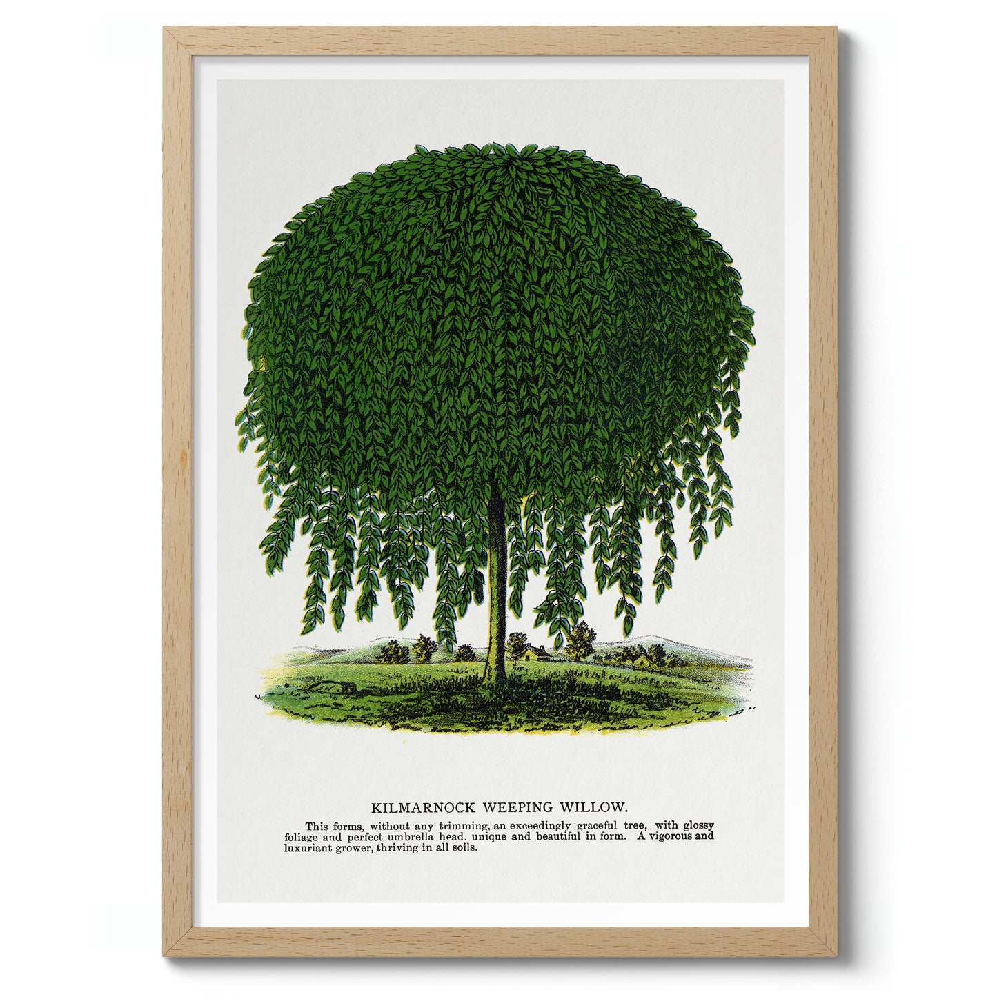 Kilmarnock treurwilg