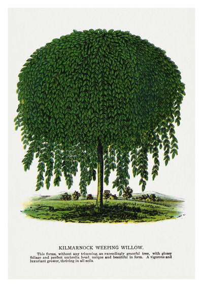 Kilmarnock Weeping Willow