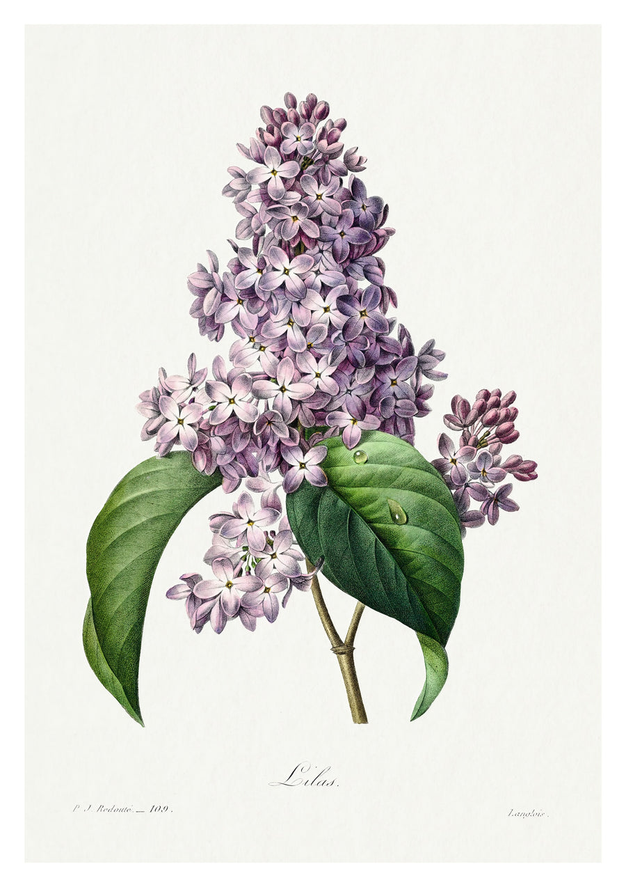 Lilas - Print Only frame