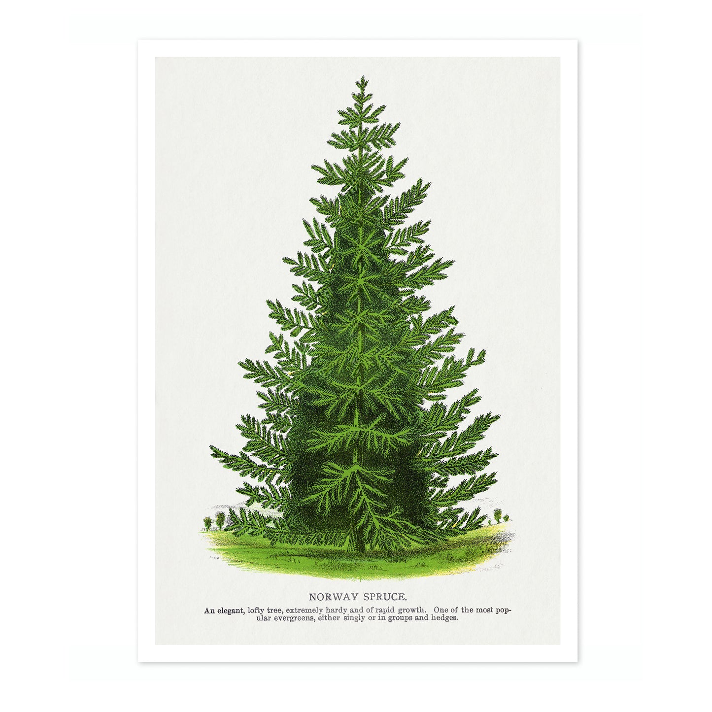 Norway Spruce