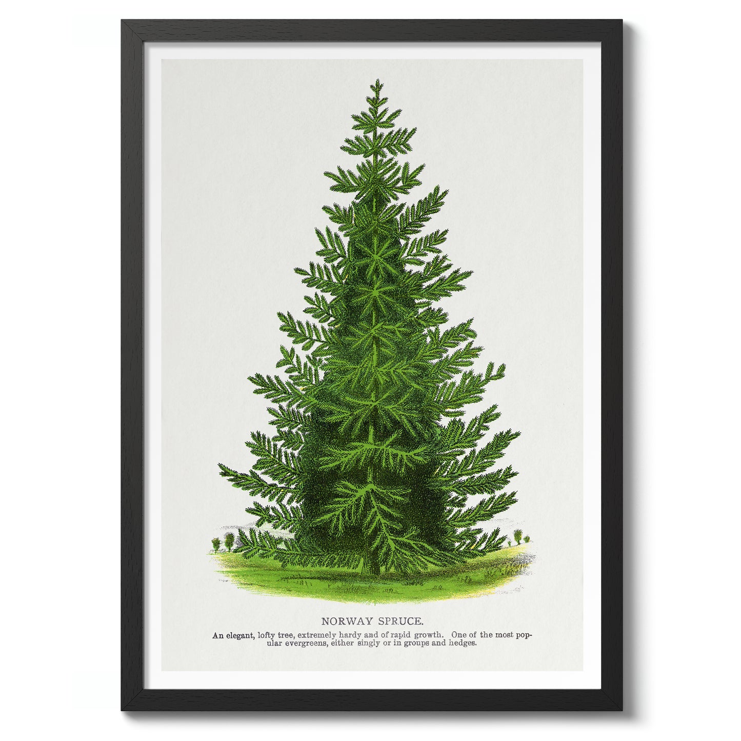 Norway Spruce