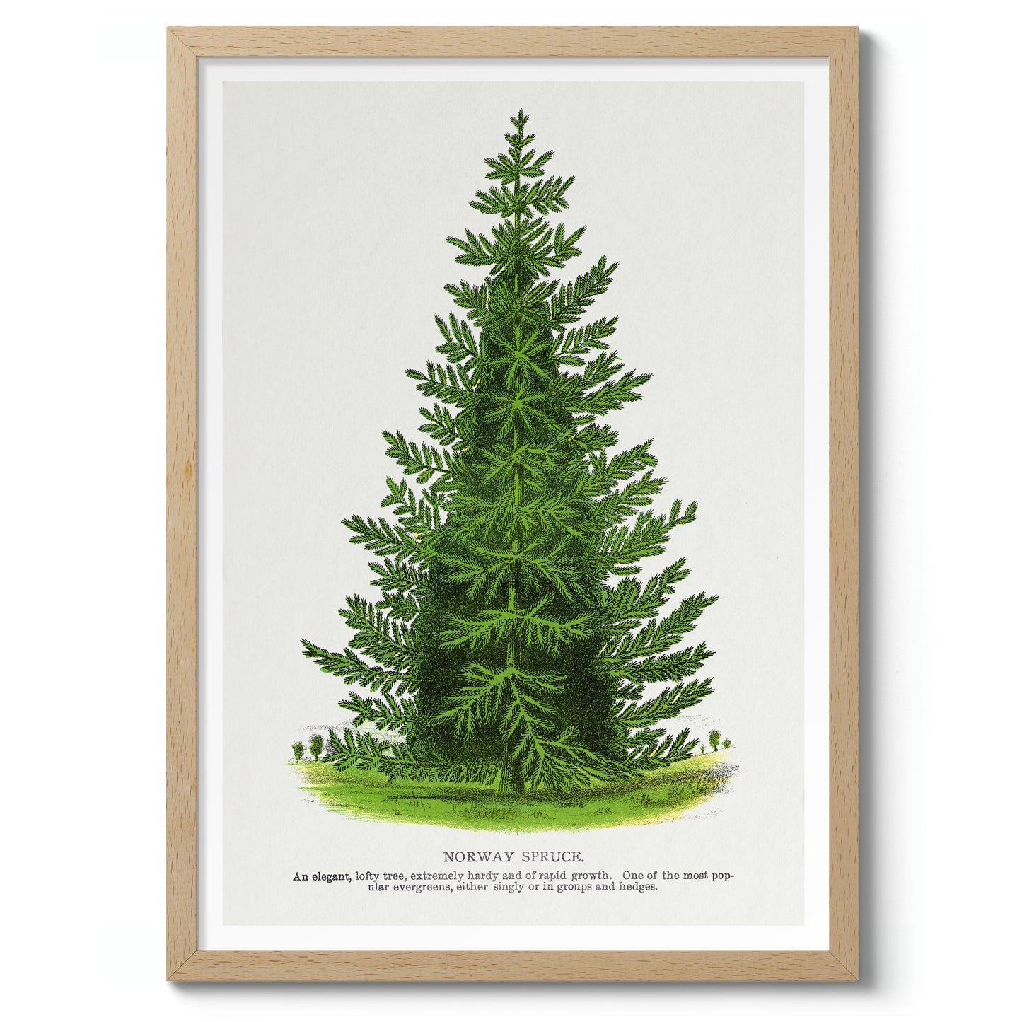 Norway Spruce