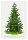 Épicéa de Norvège print