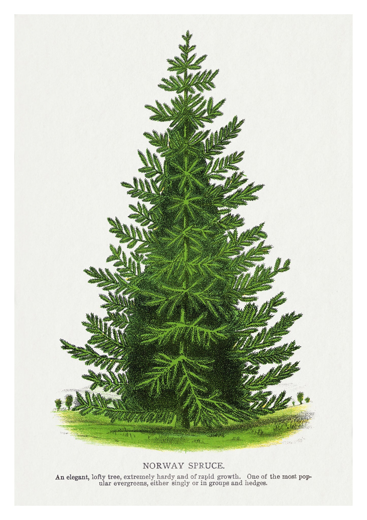 Norway Spruce