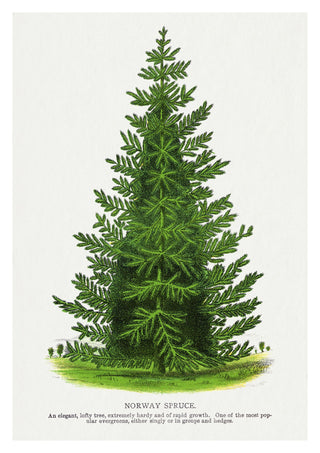 Norway Spruce print